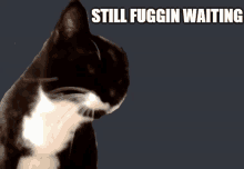 a black and white cat is sitting in front of a sign that says " still fuggin waiting "