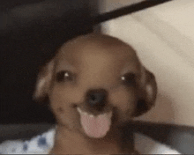 a small dog is sticking its tongue out and smiling at the camera .