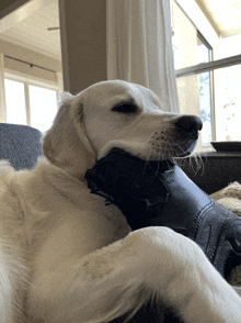 a white dog chewing on a black shoe on a couch in front of a window