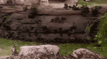 a group of birds are sitting on top of a pile of rocks in a field .