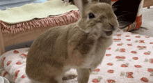 a brown rabbit is standing on a bed with strawberries on it