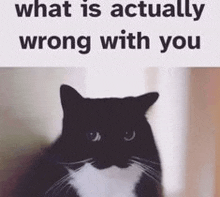 a black and white cat with the words `` what is actually wrong with you '' written on it .