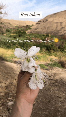 a person is holding a flower with the words good morning sunshine written below it