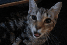 a close up of a cat 's face with its tongue out