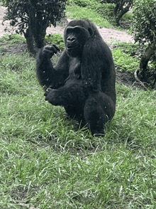 a gorilla is sitting in the grass and scratching its back