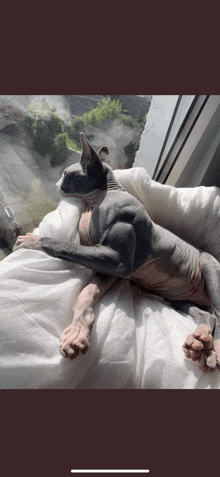 a hairless cat is laying on a bed with a window in the background