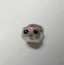 a small hamster with a pink bow on its head is on a white surface .