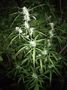 a plant with white flowers and green leaves in a dark forest