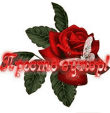 a red rose with green leaves and a butterfly on it is on a white background .