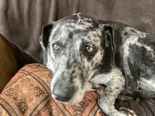 a black and white dog laying on a couch