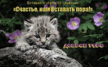 a kitten is sitting on a rock with purple flowers behind it