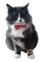 a cat wearing a red bow tie and a watch