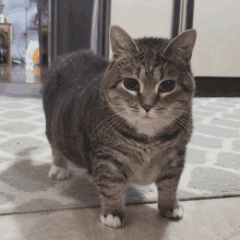 a cat with white paws is standing on a rug and looking at the camera