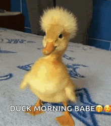 a baby duck is standing on its hind legs on a bed with the words duck morning babe below it