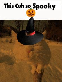 a cat wearing a witch hat with a pumpkin on it