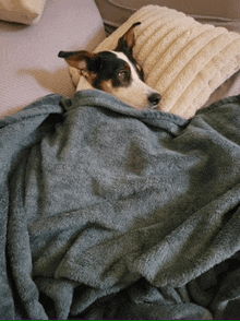 a dog is wrapped in a blanket on a bed