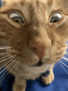 a close up of a cat 's face with a collar on