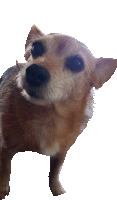 a small brown and white dog looking up at the camera on a white background