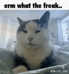 a black and white cat is laying on a bed with the caption " erm what the freak "