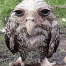 a close up of an owl with a long beak looking at the camera