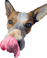 a dog with a pink tongue sticking out of its mouth