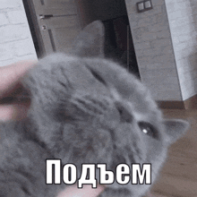 a person petting a gray cat in a room with a caption in russian