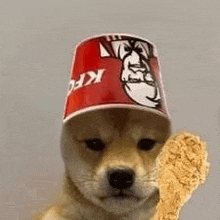 a dog wearing a kfc bucket on its head and holding a fried chicken .