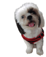 a small dog wearing a red and black striped shirt