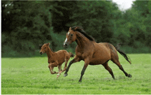 a brown horse and a brown foal are running through a grassy field