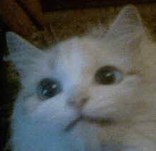 a close up of a cat 's face with a blurred background