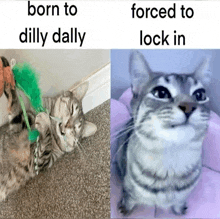 a picture of a cat with the words born to dilly dally forced to lock in