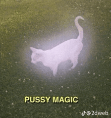 a white cat is walking through a field of grass with the words `` pussy magic '' written above it .