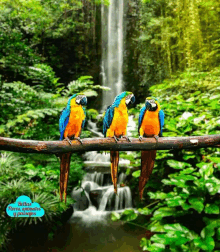 three birds sitting on a branch in front of a waterfall