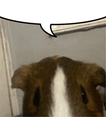 a close up of a brown and white guinea pig with a speech bubble above it