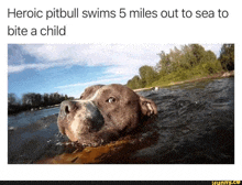 a dog is swimming in a body of water with the caption heroic pitbull swims 5 miles out to sea to bite a child