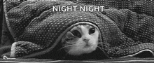 a cat is laying under a blanket with the words night night written above it .