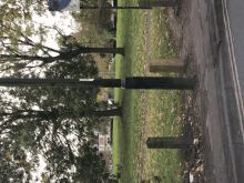 a row of trees with a sign that says ' a ' on it