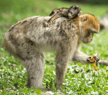 a baby monkey is sitting on the back of its mother