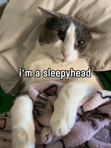 a cat laying on a blanket with the words i 'm a sleepyhead written above it