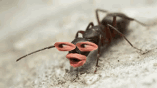 a close up of an ant with glasses and lipstick on its face .