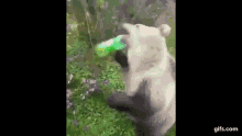 a bear is standing on its hind legs and eating a green ball .