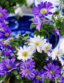 a bunch of purple and white flowers with the word holland on the bottom right