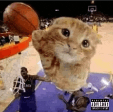 a cat is playing basketball with a parental advisory sticker on the bottom