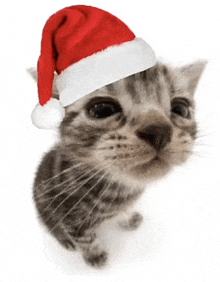 a kitten wearing a santa hat looking up at the camera