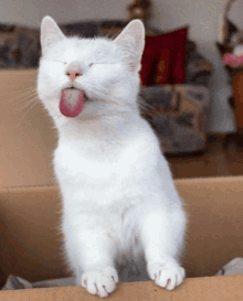 a white cat sticking its tongue out while sitting in a box