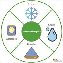 a diagram showing different types of nannochloropsis