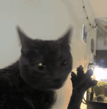 a close up of a black cat 's face with its paw in the foreground