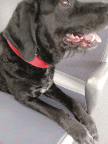 a black dog with a red collar is laying down