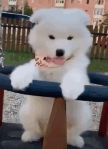 a white dog with a pink scarf around its neck is sitting on a swing .