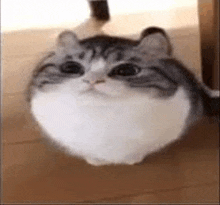 a gray and white cat is sitting on a wooden floor next to a cup .